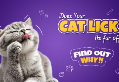 does-your-cat-lick-its-fur-off-find-out-why