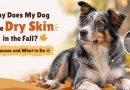 why-does-my-dog-have-dry-skin-in-the-fall-causes-and-what-to-do