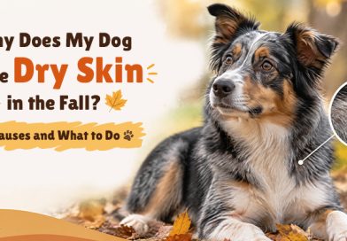 Why Does My Dog Have Dry Skin in the Fall? Causes and What to Do why-does-my-dog-have-dry-skin-in-the-fall-causes-and-what-to-do