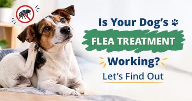 is-your-dogs-flea-treatment-working-lets-find-out