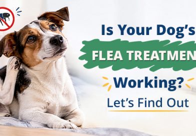 is-your-dogs-flea-treatment-working-lets-find-out