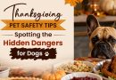 thanksgiving-pet-safety-tips-spotting-the-hidden-dangers-for-dogs