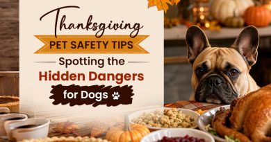 thanksgiving-pet-safety-tips-spotting-the-hidden-dangers-for-dogs