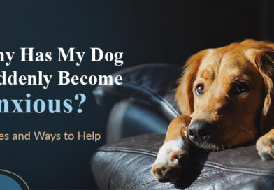 why-has-my-dog-suddenly-become-anxious-causes-and-ways-to-help